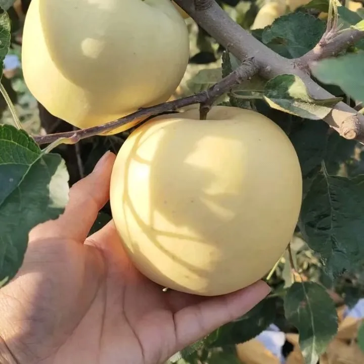 Semena Golden Apple, 90% míra přežití