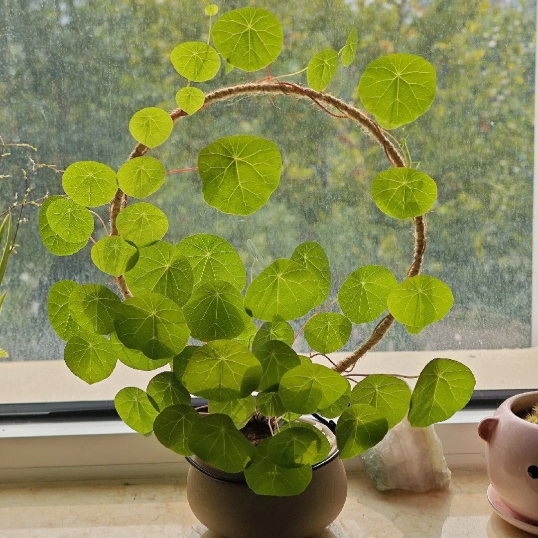 Stephania Erecta: Nejsilnější pokojová rostlina pro líné