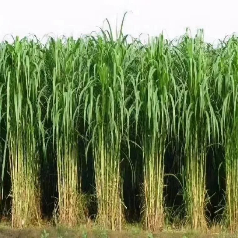 🌿Hybridní odrůda čiroku a súdánské trávy ✅Vysoce výnosné krmné semeno