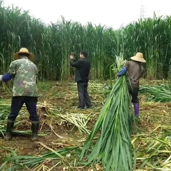 🌿Hybridní odrůda čiroku a súdánské trávy ✅Vysoce výnosné krmné semeno